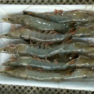 对虾，