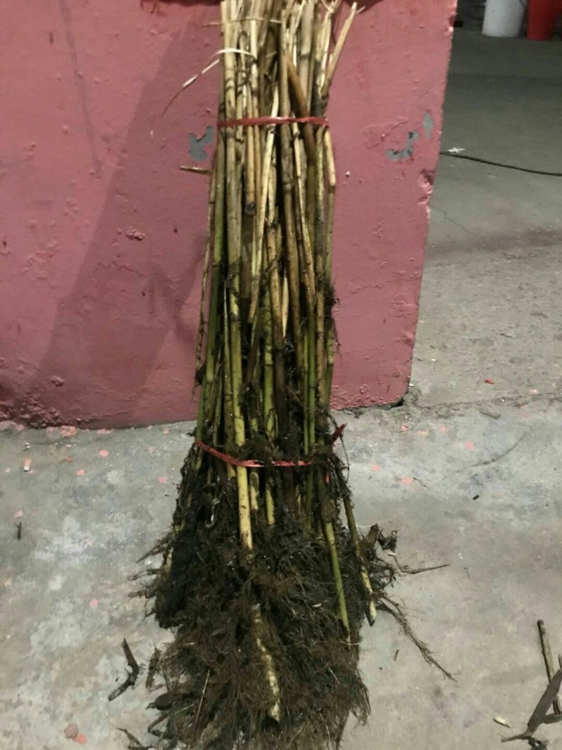 永信水生植物芦苇苗基地直营当年见效签合同包成活