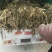 永信水生植物芦苇苗基地直营当年见效签合同包成活