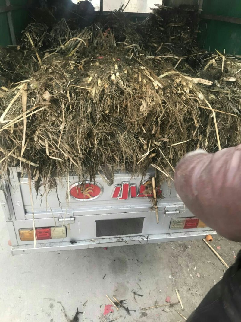 永信水生植物芦苇苗基地直营当年见效签合同包成活