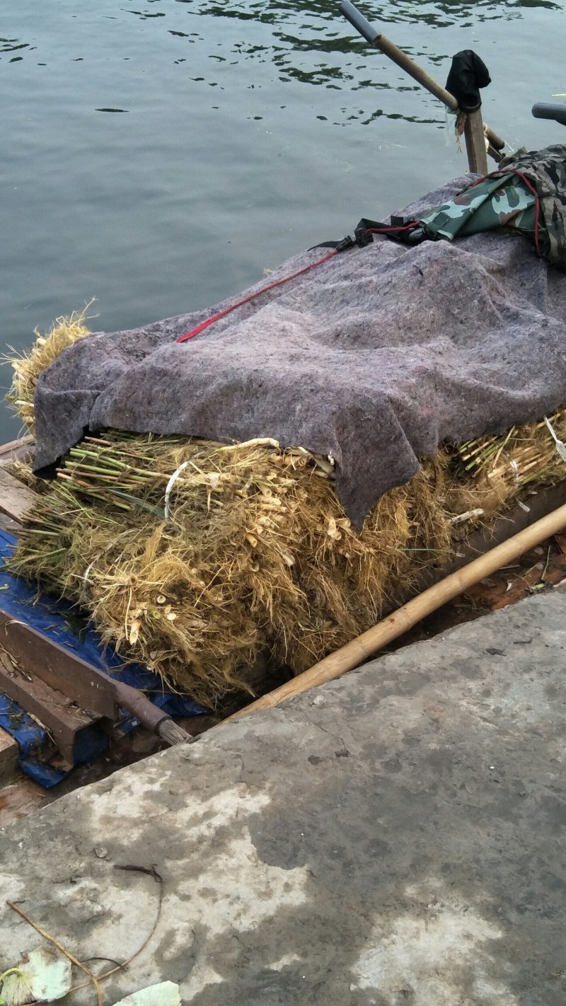 永信水生植物芦苇苗基地直营当年见效签合同包成活