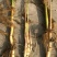 永信水生植物芦苇苗基地直营当年见效签合同包成活