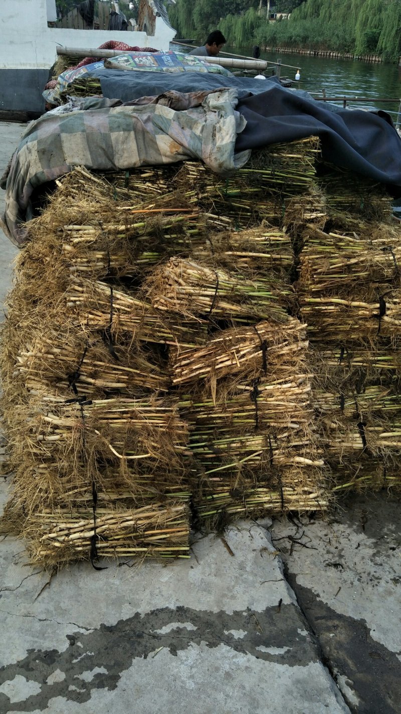 永信水生植物芦苇苗基地直营当年见效签合同包成活
