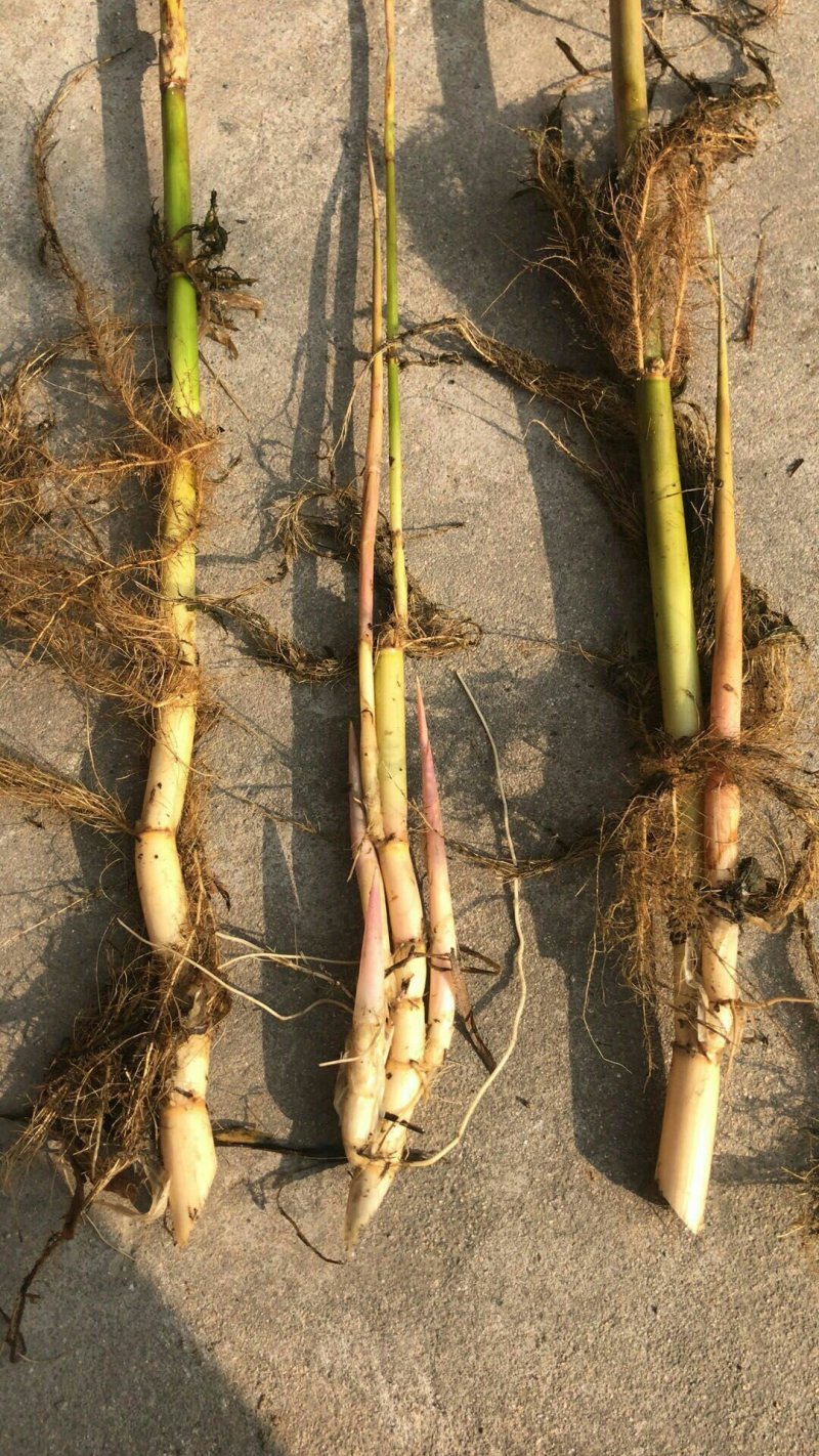 永信水生植物芦苇苗基地直营当年见效签合同包成活