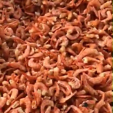 小红虾