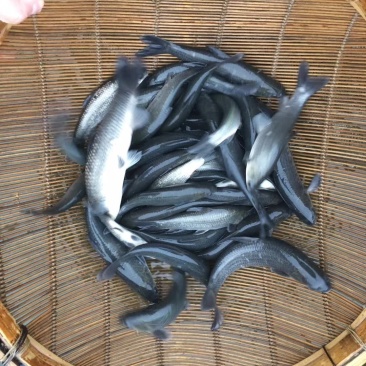 青鱼苗