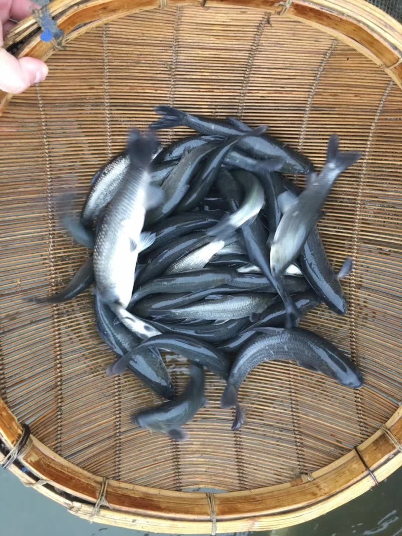 青鱼苗