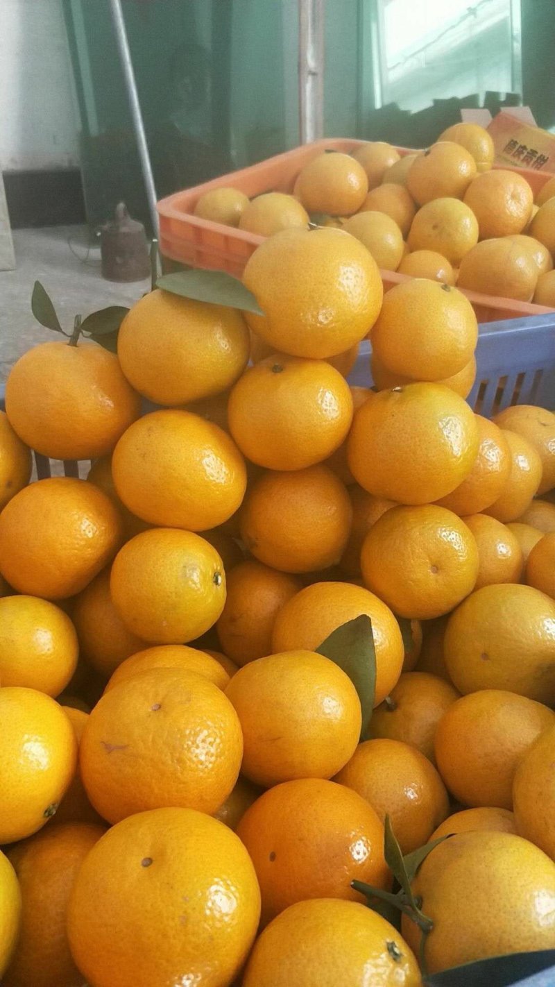 德庆皇帝柑