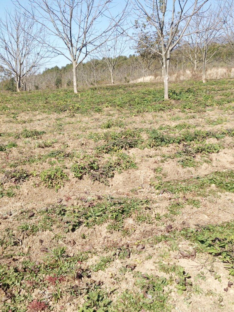 土地招商合作或出租