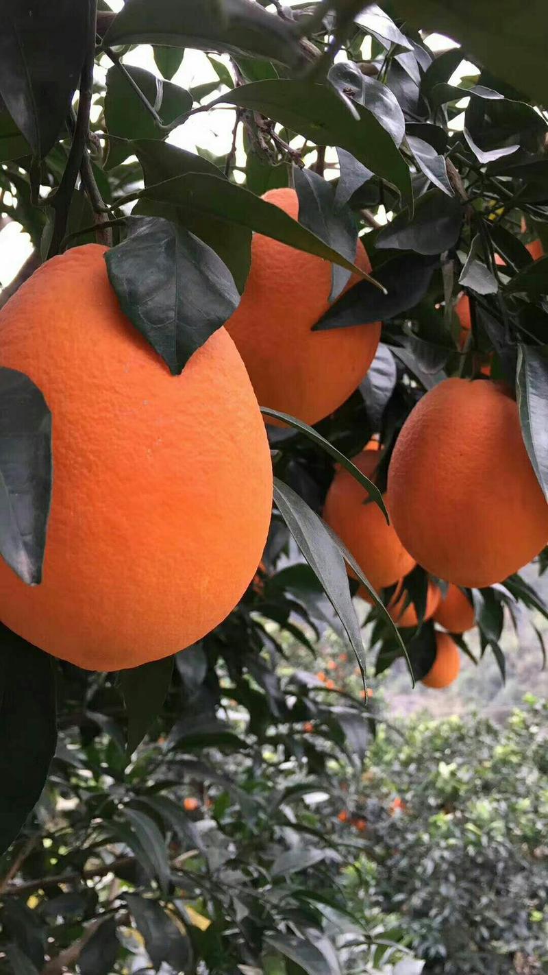 橙子优质脐橙大量有货，一手货源充足量大从优