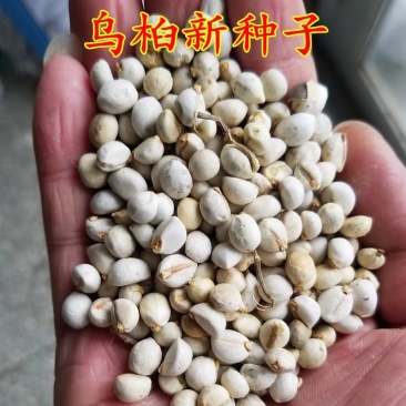 18年秋天新采乌桕种子乌桕树种子彩叶树绿化工程苗木