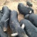 香猪繁育基地，出厂价供应。欢迎实地考察。