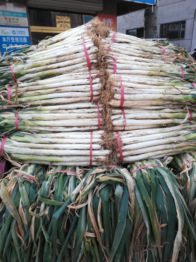 山东省济宁泗水县优质长白大葱，大量上市，万亩产地