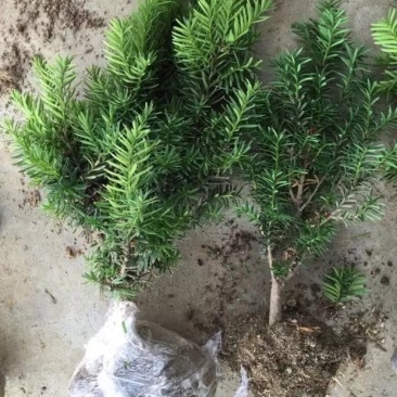 南方红豆杉树苗盆栽绿植盆景净化空气室内庭院四季长青吸甲醛