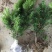 南方红豆杉树苗盆栽绿植盆景净化空气室内庭院四季长青吸甲醛