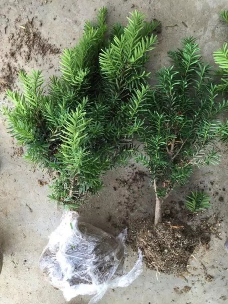 南方红豆杉树苗盆栽绿植盆景净化空气室内庭院四季长青吸甲醛