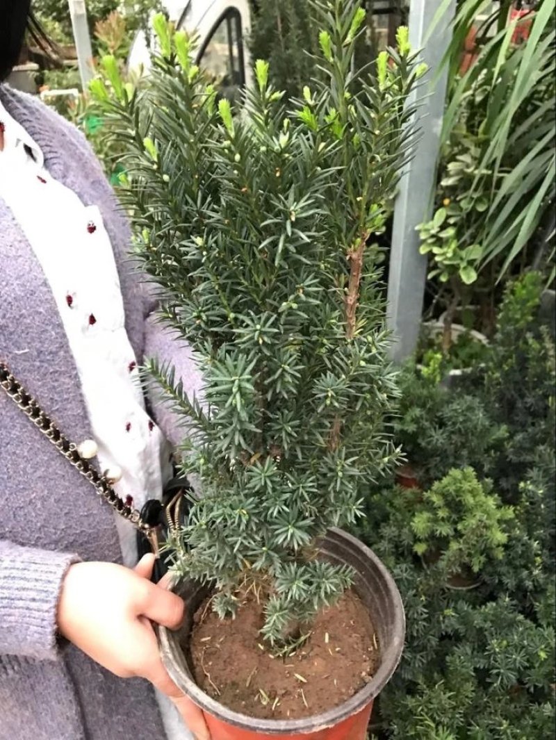 红豆杉树苗带果曼地亚红豆杉盆栽办公室内盆景盆栽净化空气除