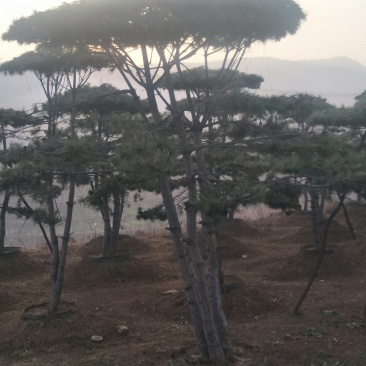 造型松
