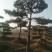 造型松