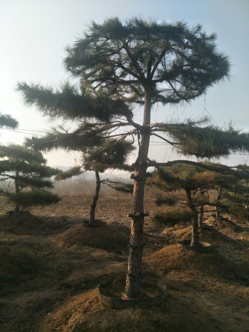 造型松