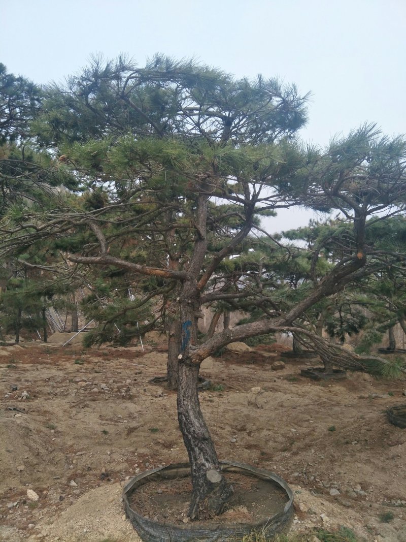 造型松