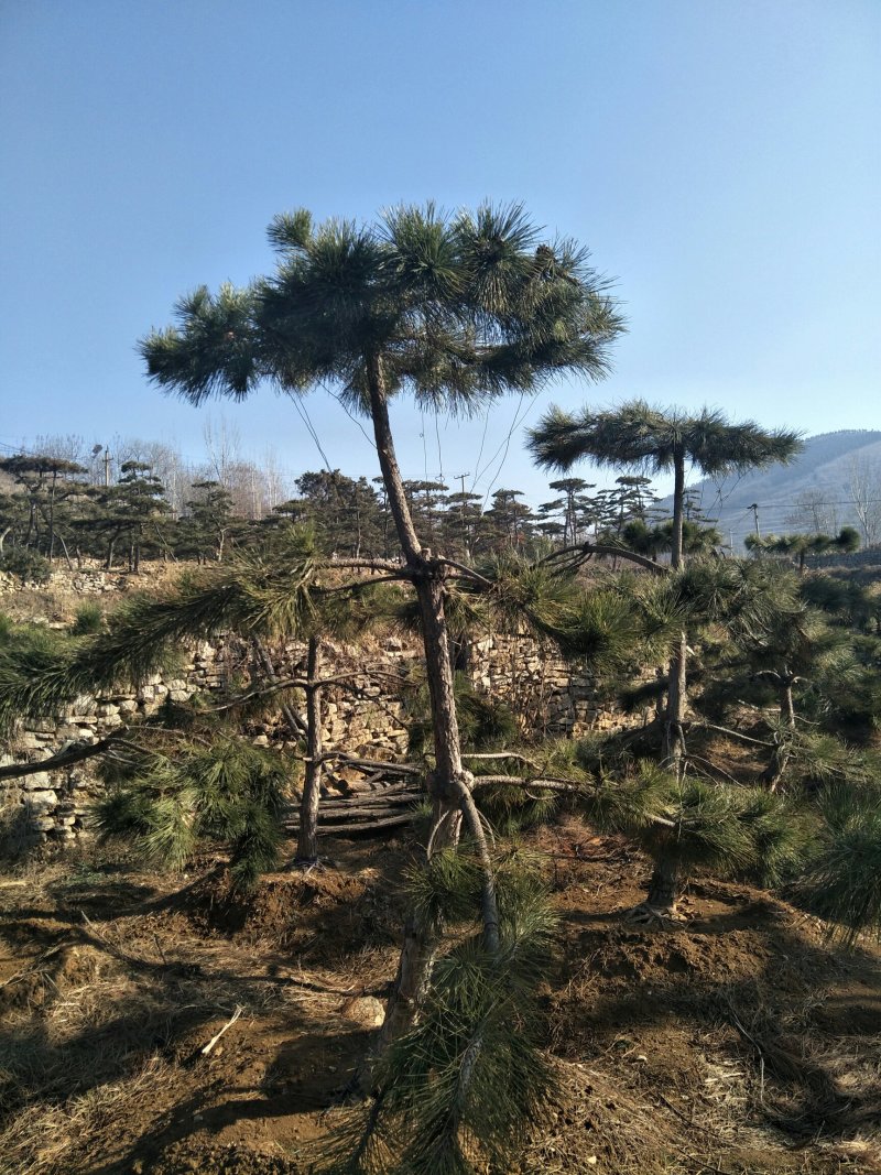 造型松