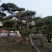 造型松