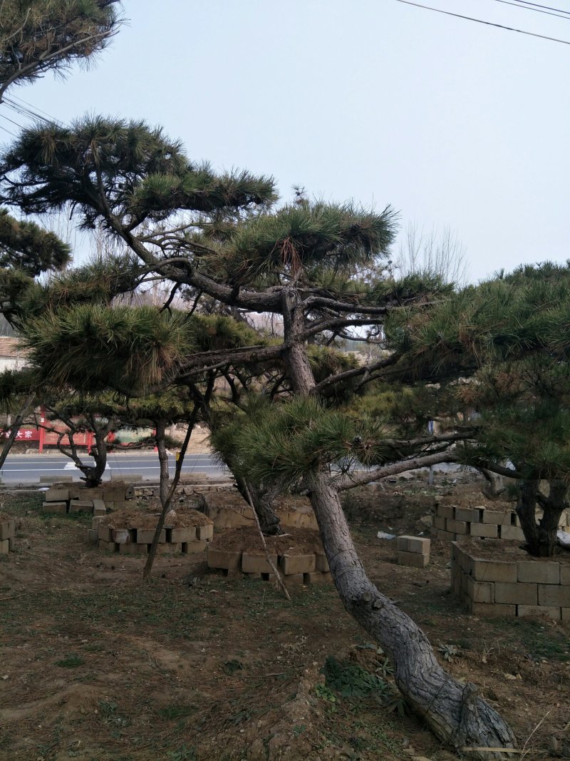 造型松