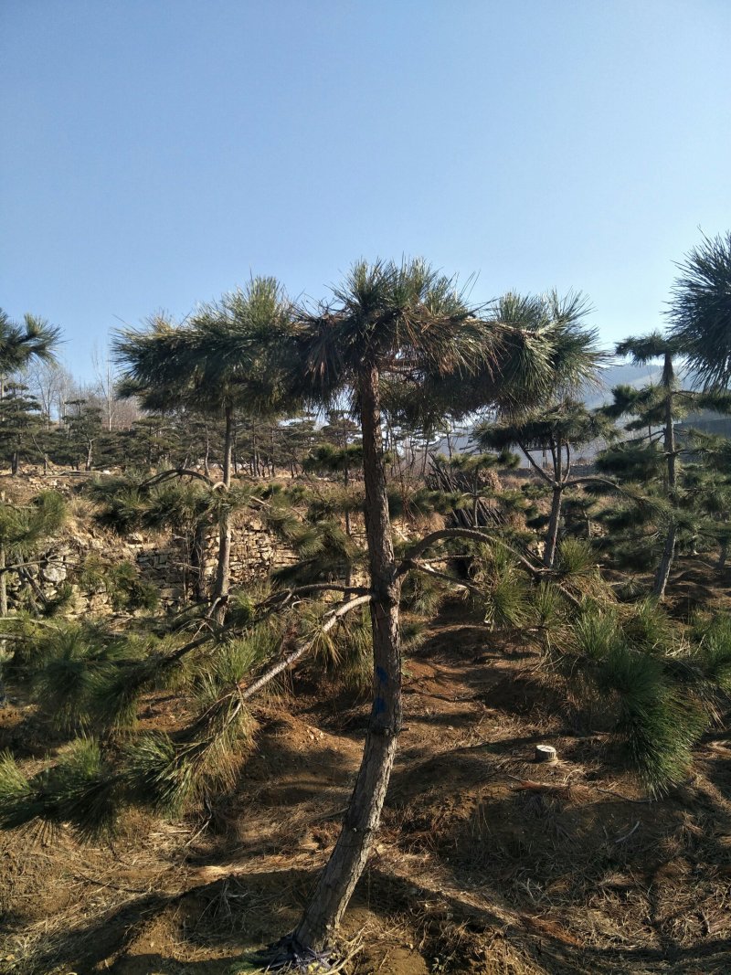 造型松