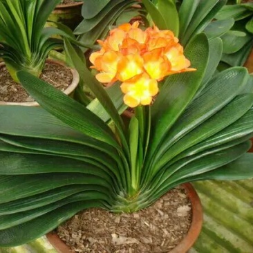 四季君子兰带花苞盆栽老苗室内植物圆头和尚好养大小苗当年开
