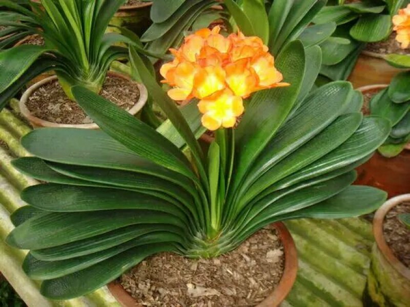 四季君子兰带花苞盆栽老苗室内植物圆头和尚好养大小苗当年开