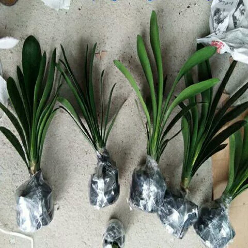 四季君子兰带花苞盆栽老苗室内植物圆头和尚好养大小苗当年开