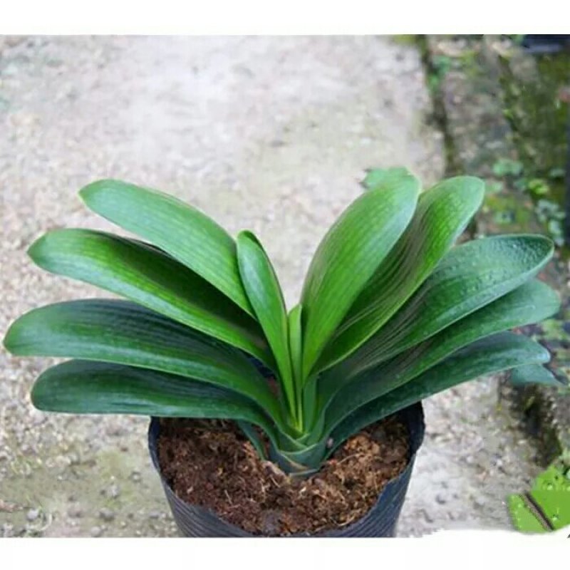 四季君子兰带花苞盆栽老苗室内植物圆头和尚好养大小苗当年开