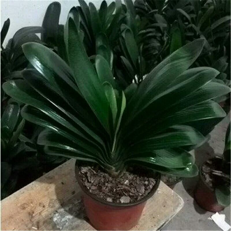 四季君子兰带花苞盆栽老苗室内植物圆头和尚好养大小苗当年开
