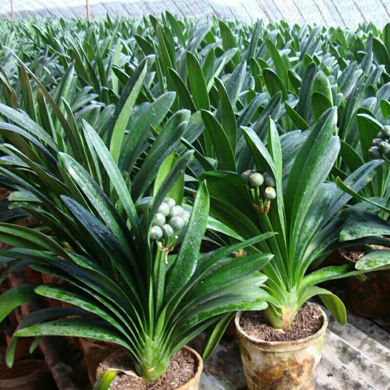 四季君子兰带花苞盆栽老苗室内植物圆头和尚好养大小苗当年开