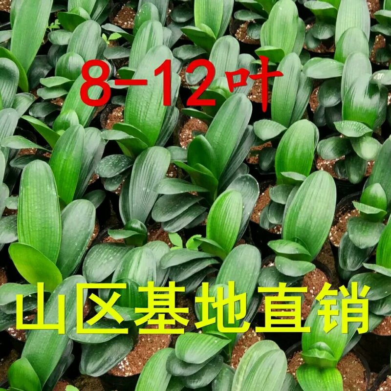 四季君子兰带花苞盆栽老苗室内植物圆头和尚好养大小苗当年开