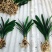 四季君子兰带花苞盆栽老苗室内植物圆头和尚好养大小苗当年开