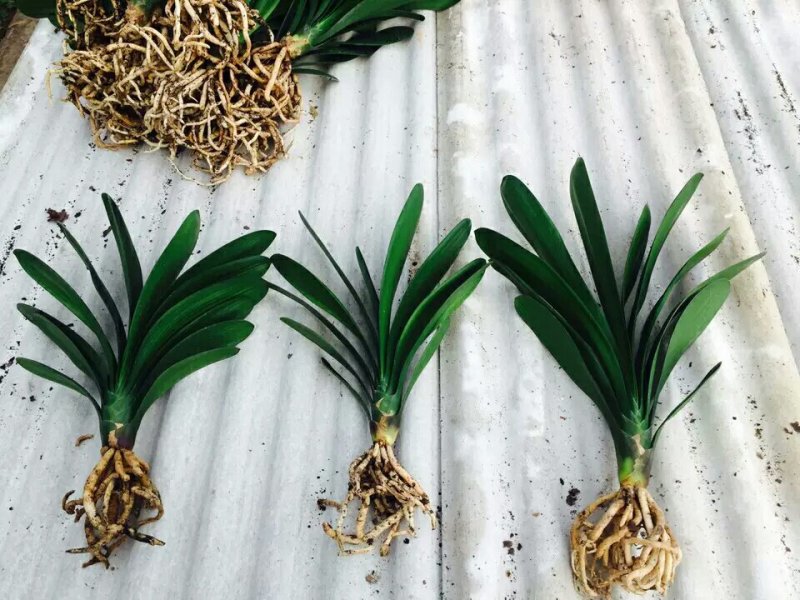 四季君子兰带花苞盆栽老苗室内植物圆头和尚好养大小苗当年开