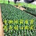 四季君子兰带花苞盆栽老苗室内植物圆头和尚好养大小苗当年开