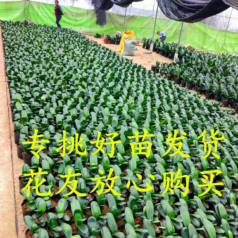 四季君子兰带花苞盆栽老苗室内植物圆头和尚好养大小苗当年开