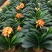 四季君子兰带花苞盆栽老苗室内植物圆头和尚好养大小苗当年开