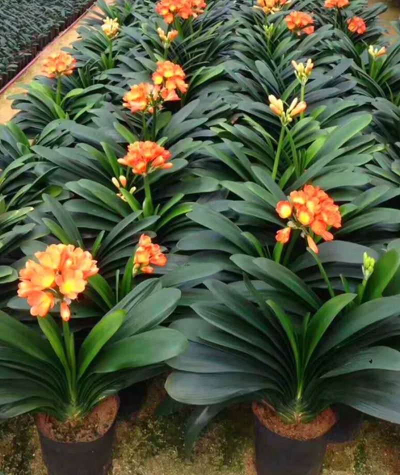 四季君子兰带花苞盆栽老苗室内植物圆头和尚好养大小苗当年开