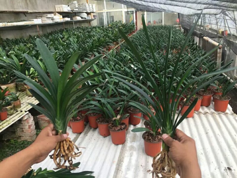 四季君子兰带花苞盆栽老苗室内植物圆头和尚好养大小苗当年开