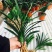 四季君子兰带花苞盆栽老苗室内植物圆头和尚好养大小苗当年开