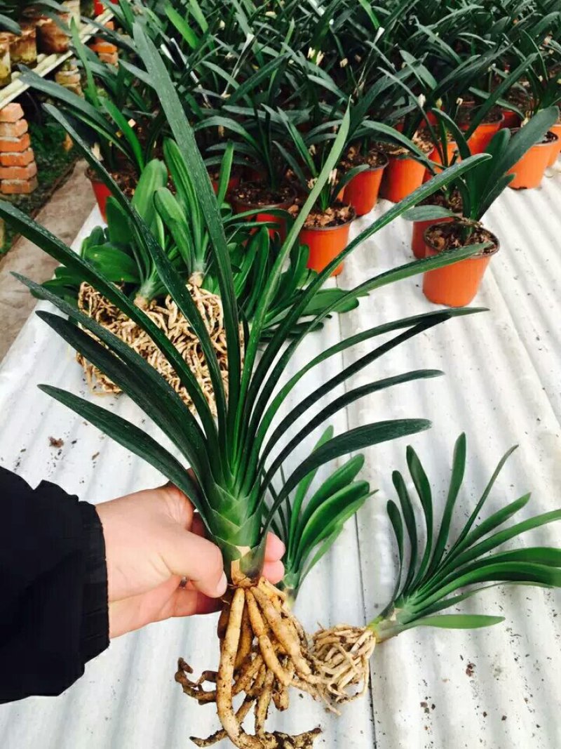 四季君子兰带花苞盆栽老苗室内植物圆头和尚好养大小苗当年开