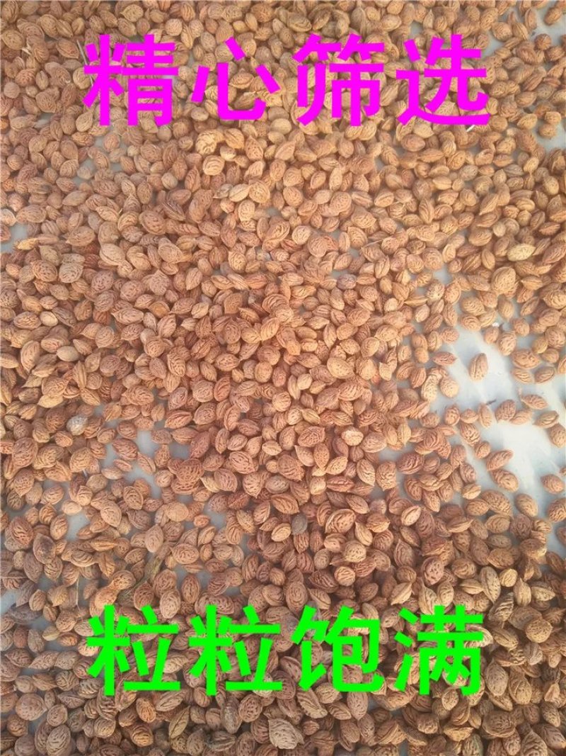 毛桃种子新采毛桃种籽山桃种子桃核桃树种子