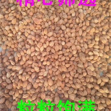毛桃种子新采毛桃种籽山桃种子桃核桃树种子