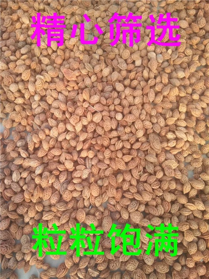 毛桃种子新采毛桃种籽山桃种子桃核桃树种子