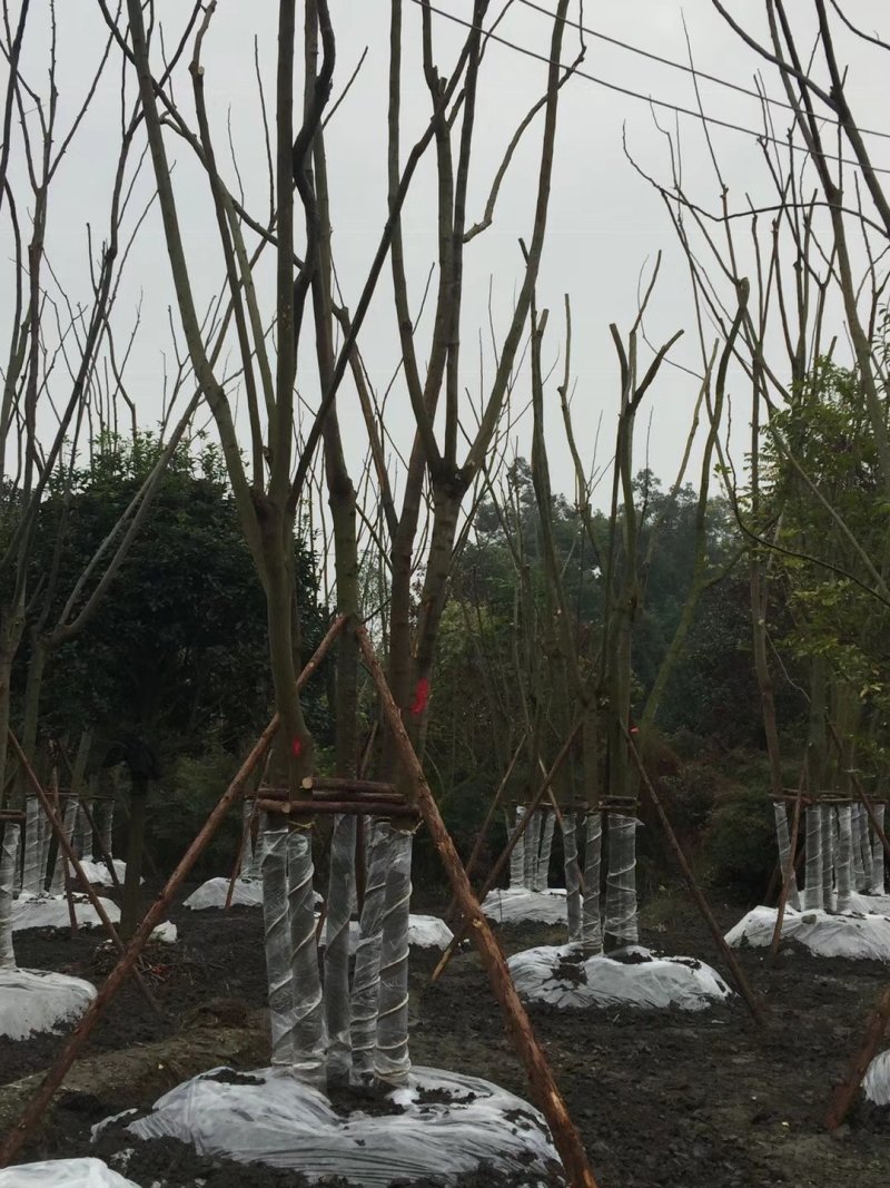 【热销】栾树绿化苗木基地直供欢迎致电诚信代办