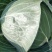 扁包菜